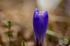 proljetno_cvijece-5