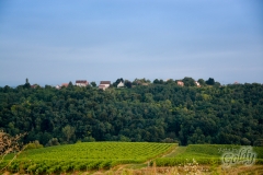 vinogradi-11