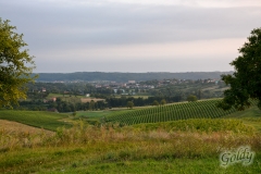 vinogradi-3