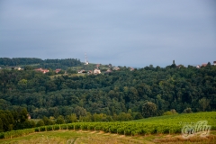 vinogradi-5