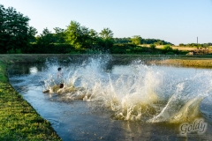 krestelovac_137
