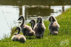 wildlife-25