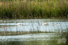 wildlife-30